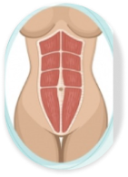 normal-rectus-abdominis-diastasis